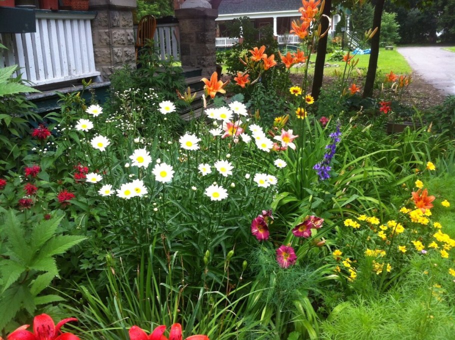 Космея в миксбордере