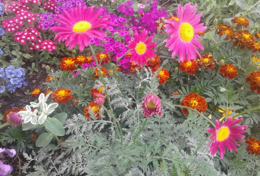 Пиретрум красный