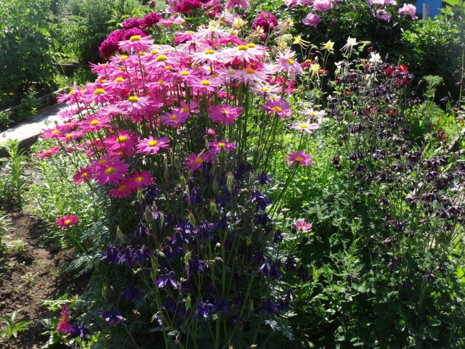 Пиретрум Гарден Треже