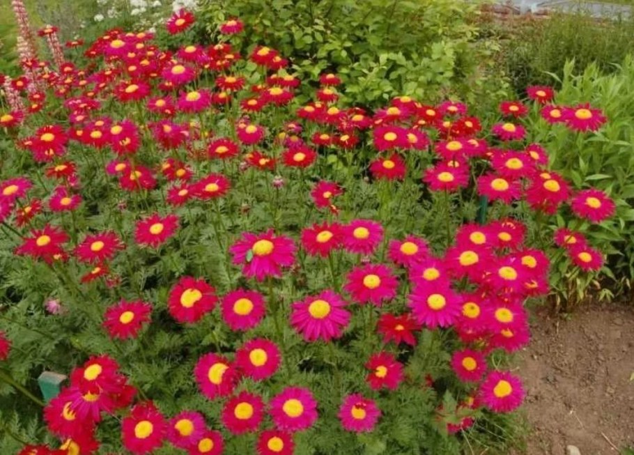 Пиретрум красный гиганты Робинсона