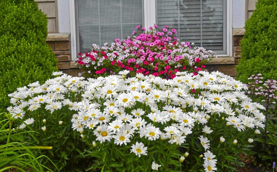 Нивяник Сноу леди