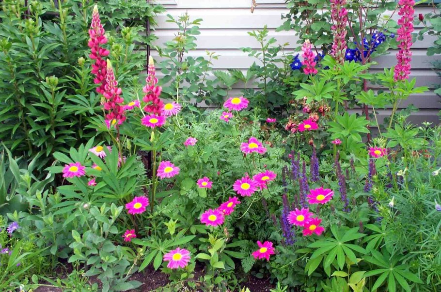 Пиретрум Гарден Треже