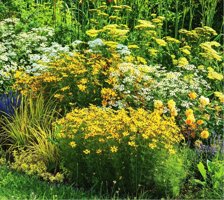 Миксбордер эхинацея тысячелистник