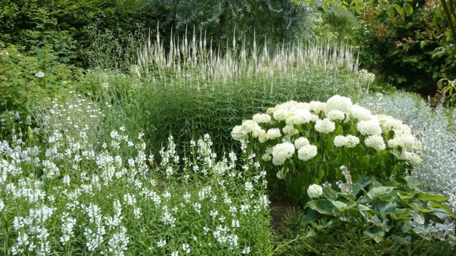 Физостегия на клумбе