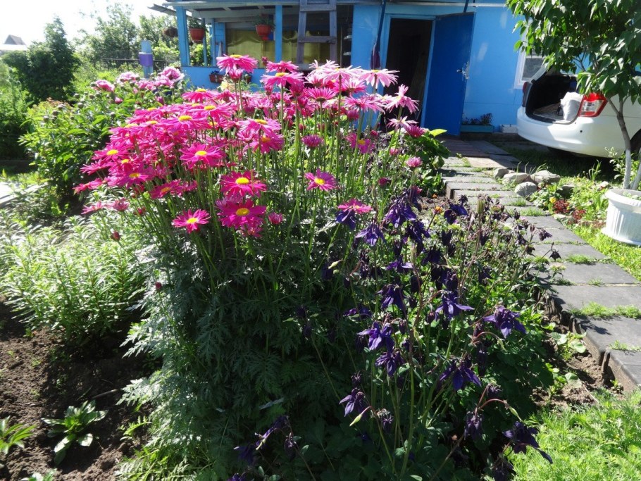 Пиретрум цветы многолетники