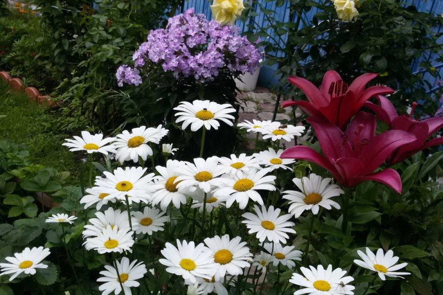 Ромашка нивяник