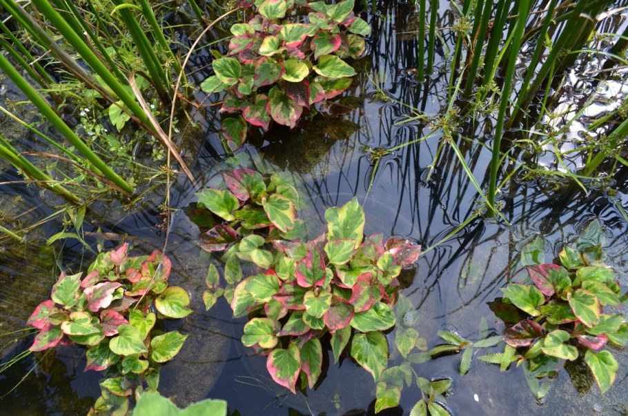 Хауттюйния хамелеон