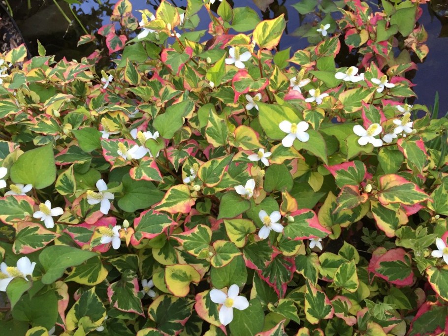 Хауттюйния сердцевидная хамелеон