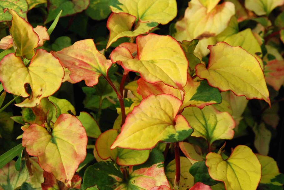 Хауттюйния сердцевидная Jokers Gold