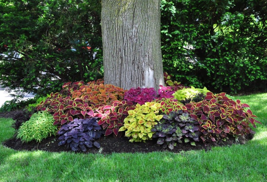 Колеус и перилла