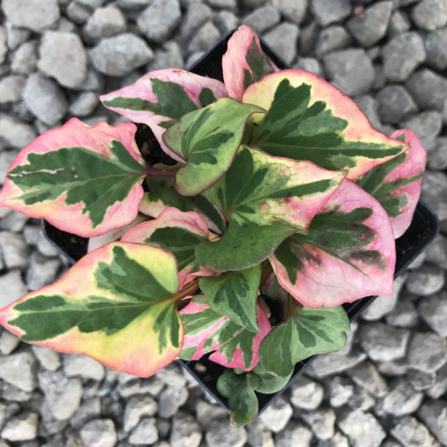 Хауттюйния сердцевидная хамелеон