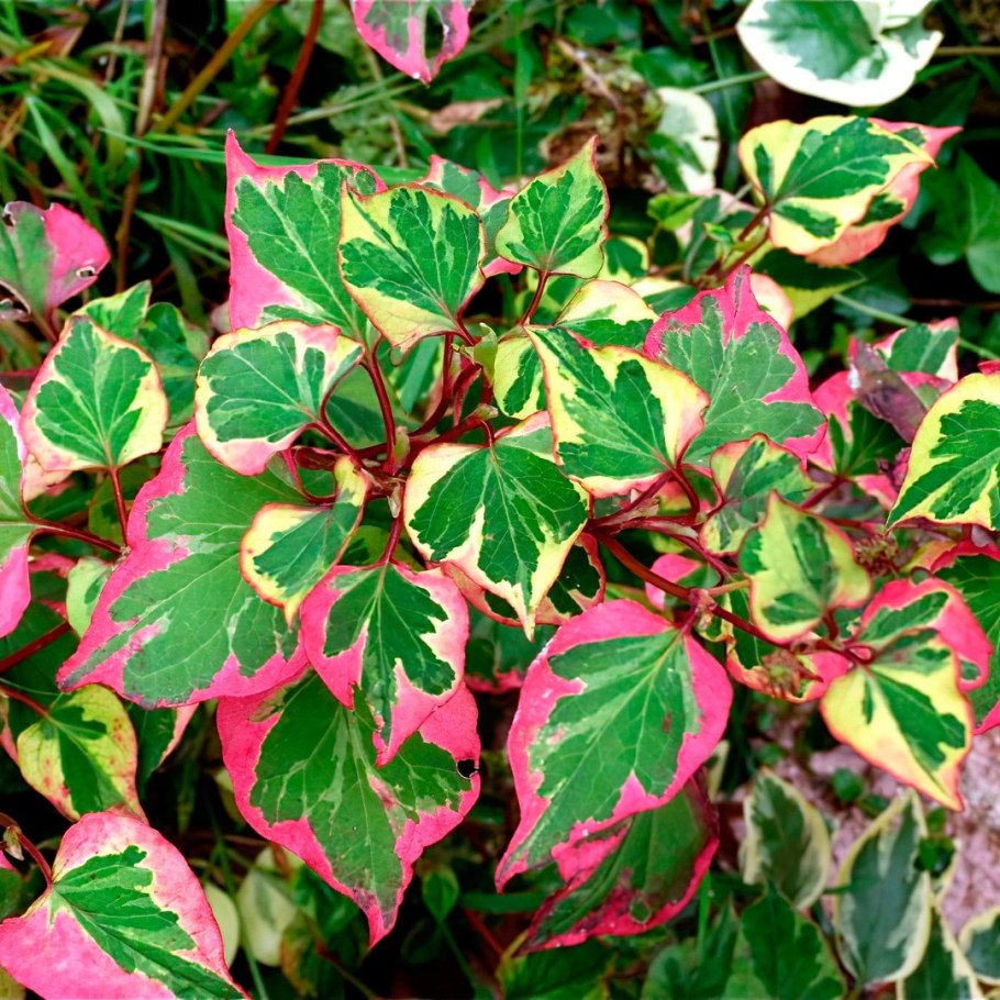 Хауттюйния Houttuynia cordata 'Chameleon'