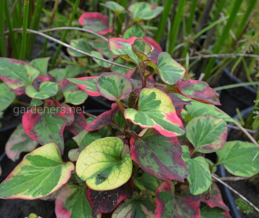 Хауттюйния сердцевидная хамелеон