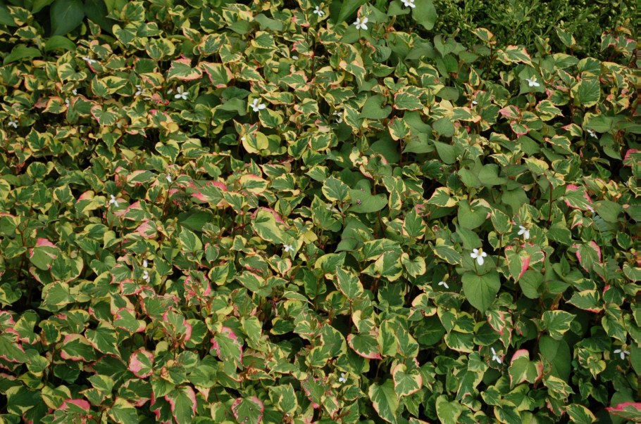 Хауттюйния сердцевидная