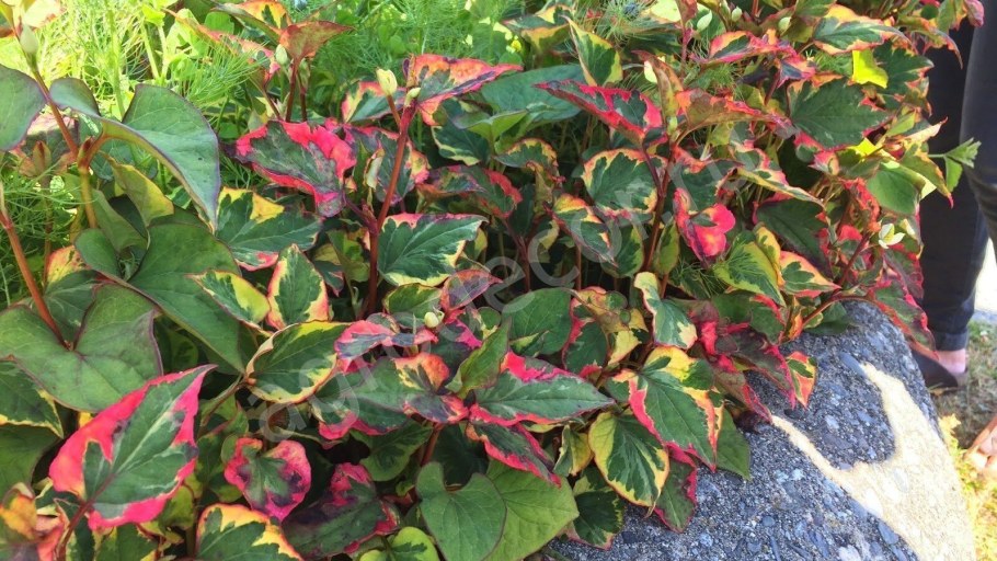 Хауттюйния Houttuynia cordata 'Chameleon'