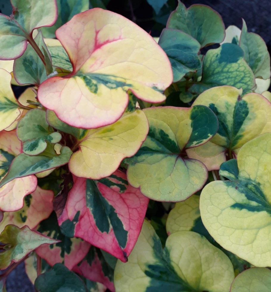 Хаутюния сеидцевидная