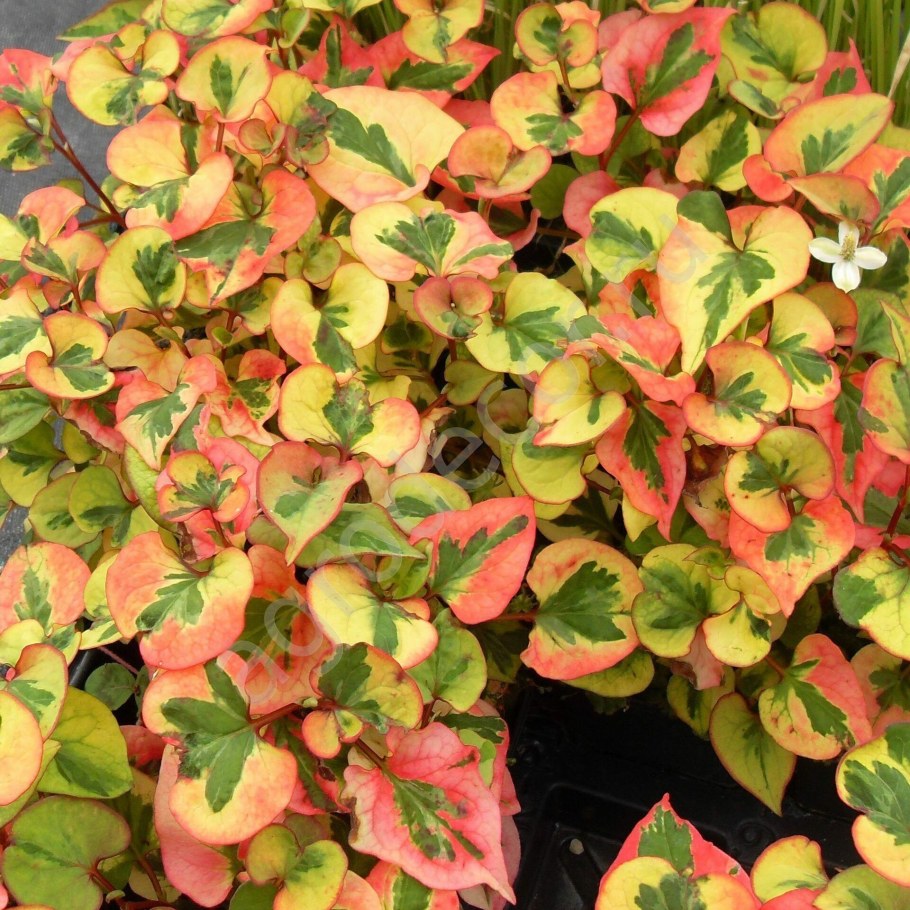 Houttuynia cordata 'Chameleon'