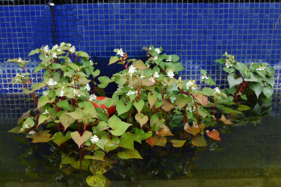 Хауттюйния фото в саду