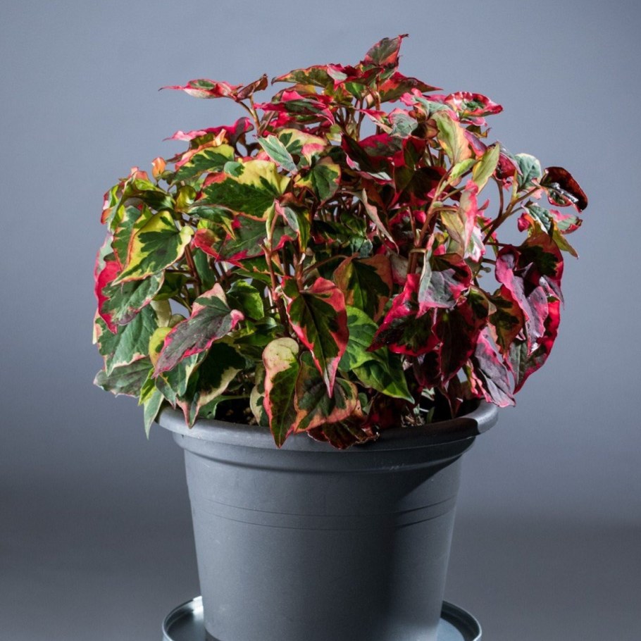 Houttuynia cordata 'Chameleon'