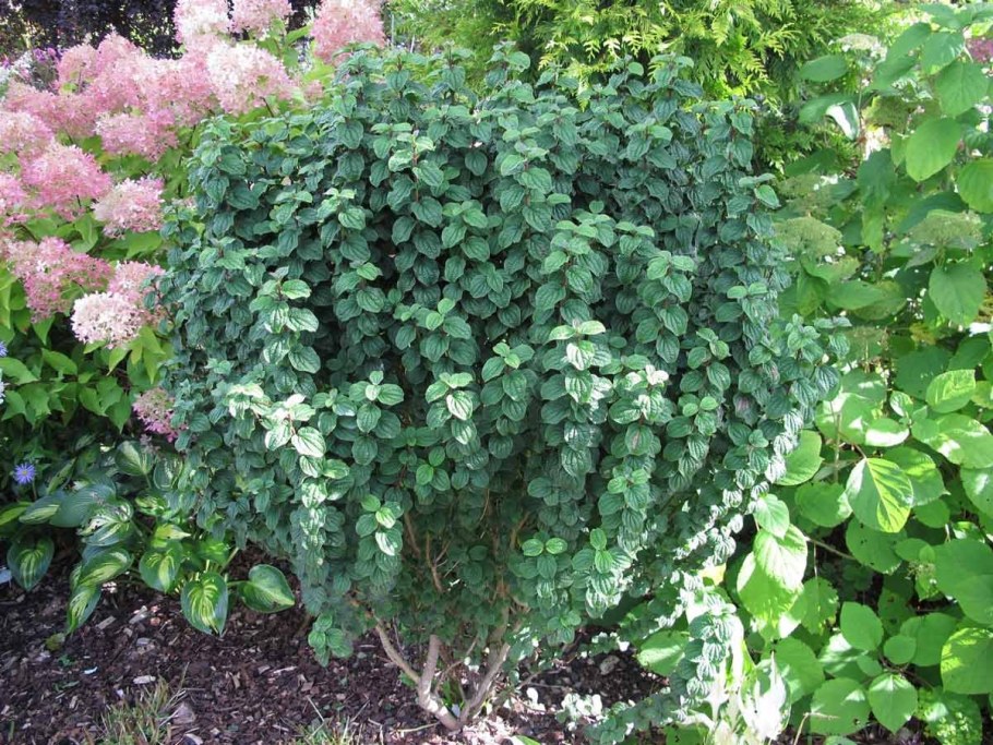 Гортензия Петит Флори