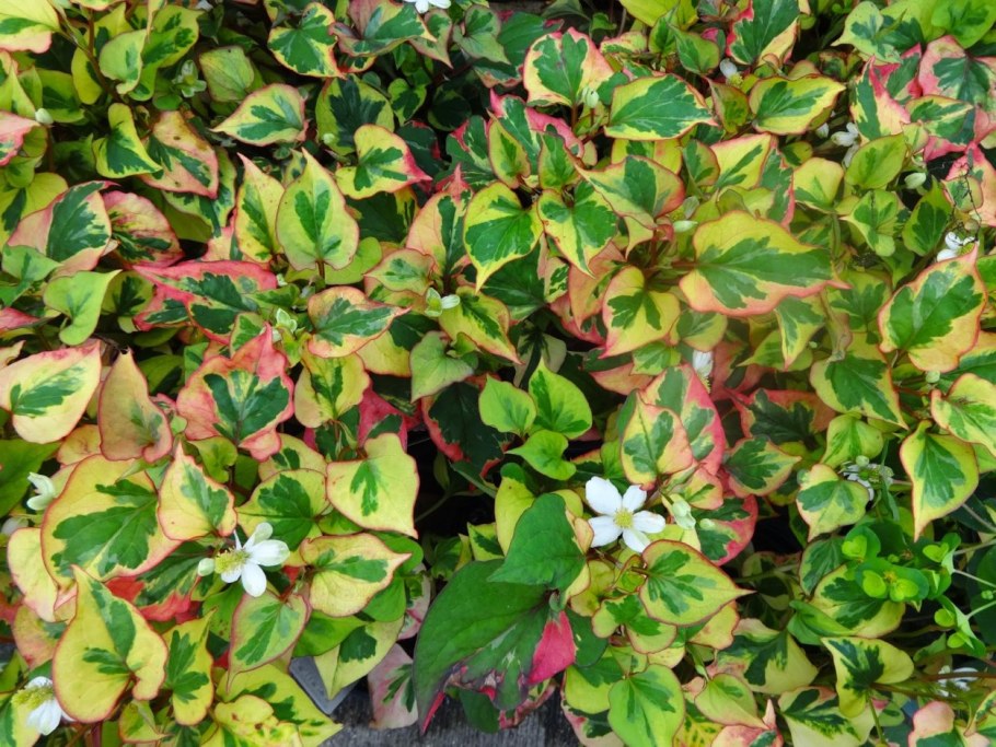 Спирея хауттюйния