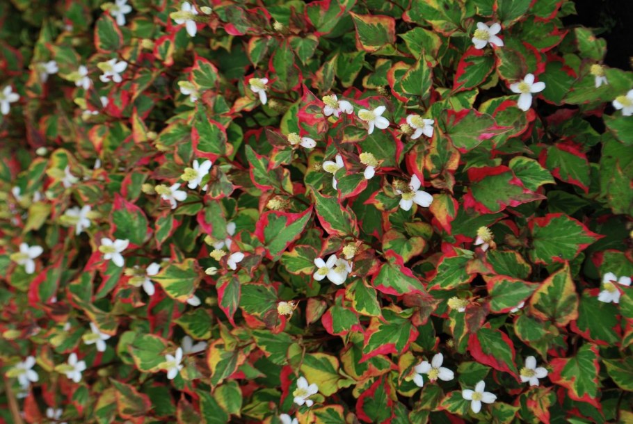 Houttuynia cordata 'Chameleon'