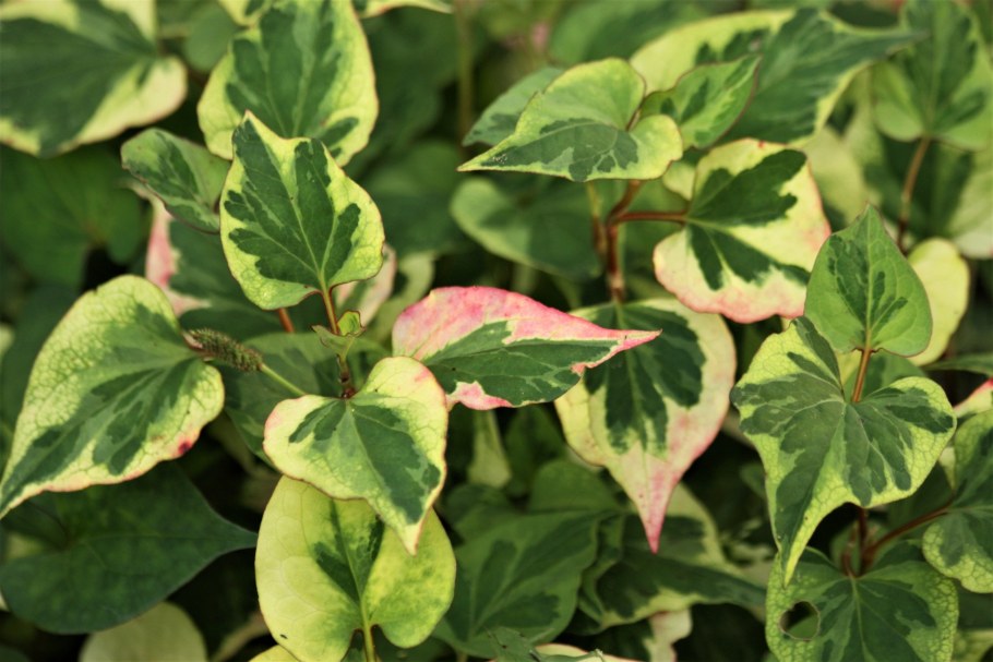 Хауттюйния сердцевидная