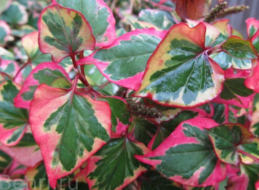 Houttuynia cordata 'Chameleon'