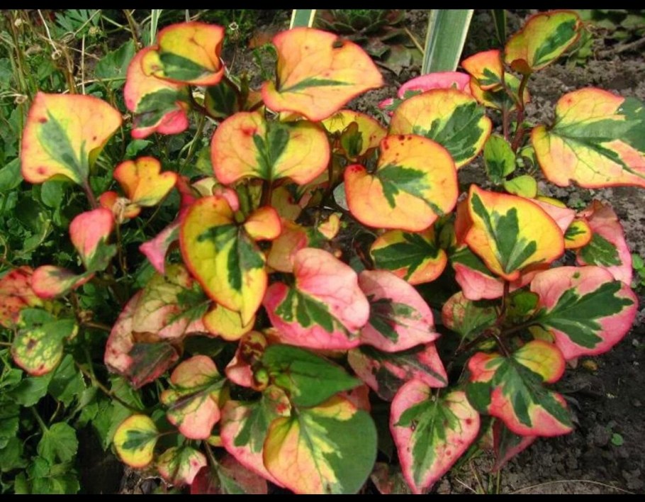 Хауттюйния сердцелистная хамелеон