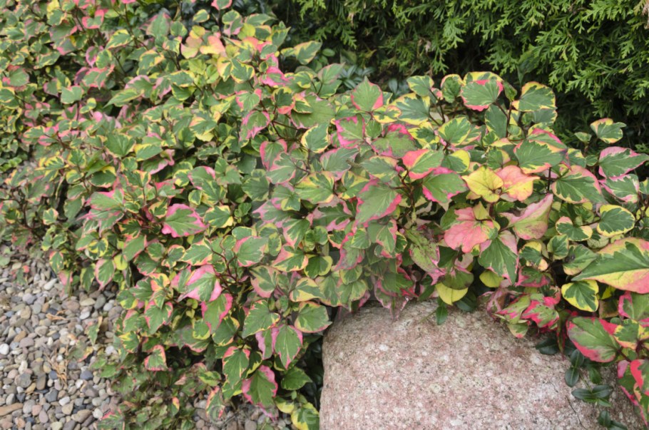 Хаутюния сердцелистная хамелеон