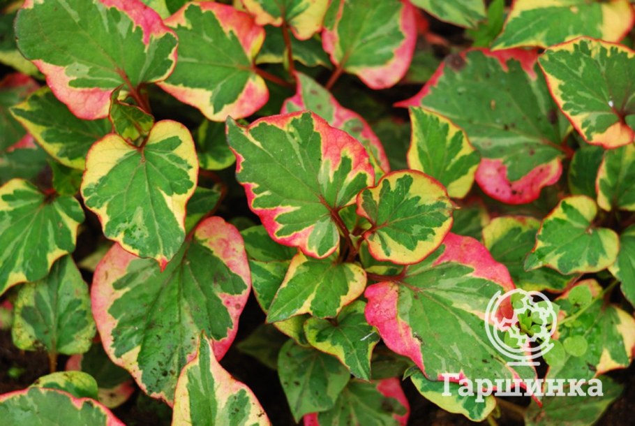 Хауттюйния сердцелистная хамелеон