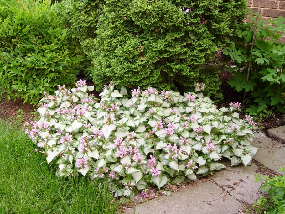 Яснотка Голден Анниверсари