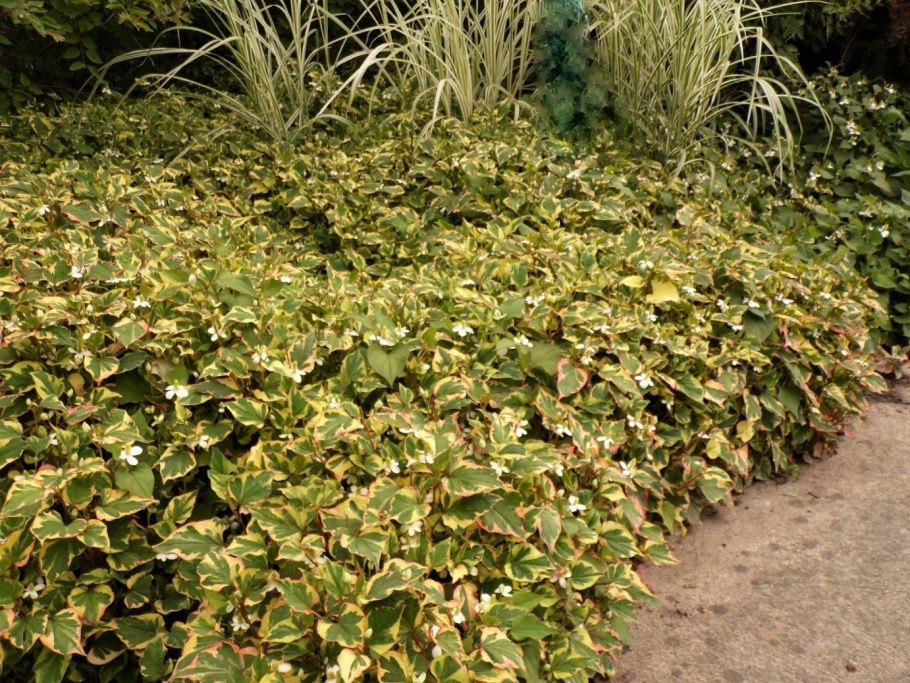 Houttuynia cordata 'Chameleon'