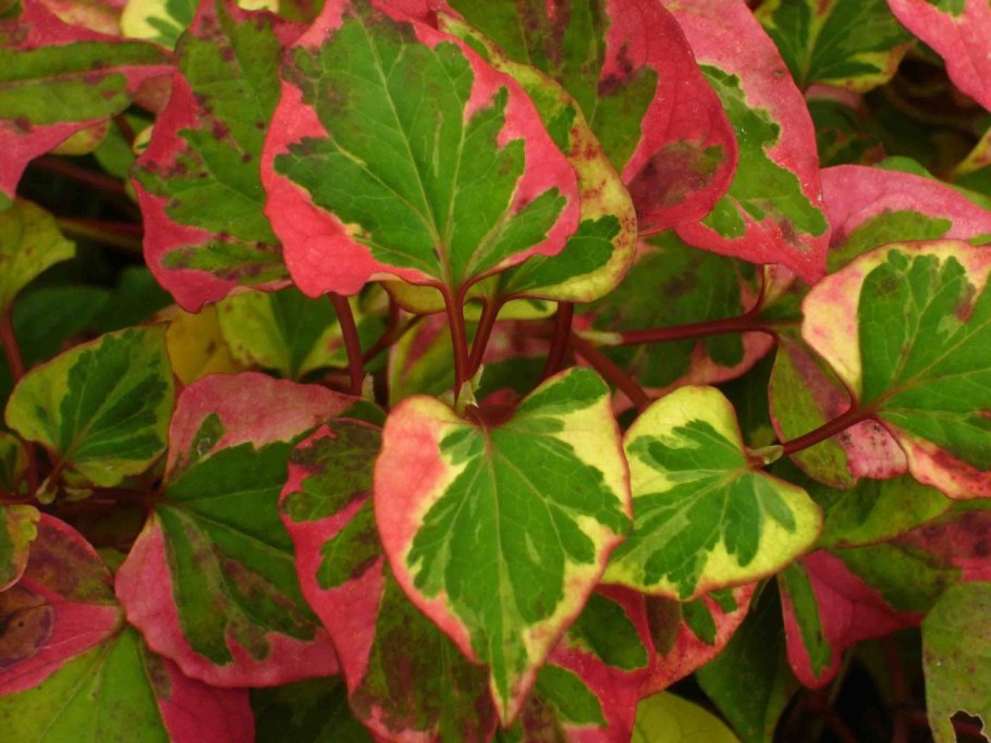 Хауттюйния сердцелистная хамелеон