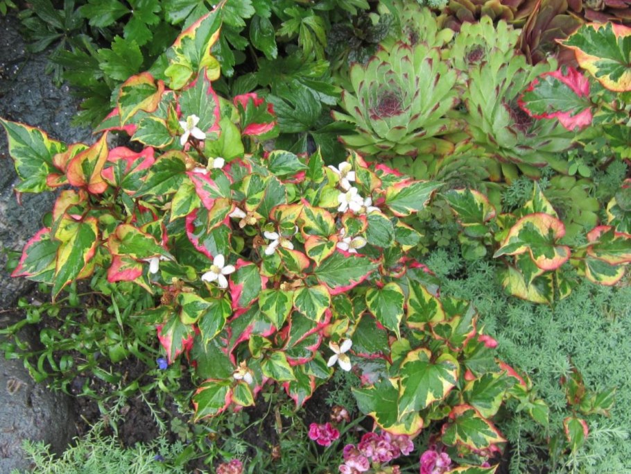 Houttuynia cordata 'Chameleon'