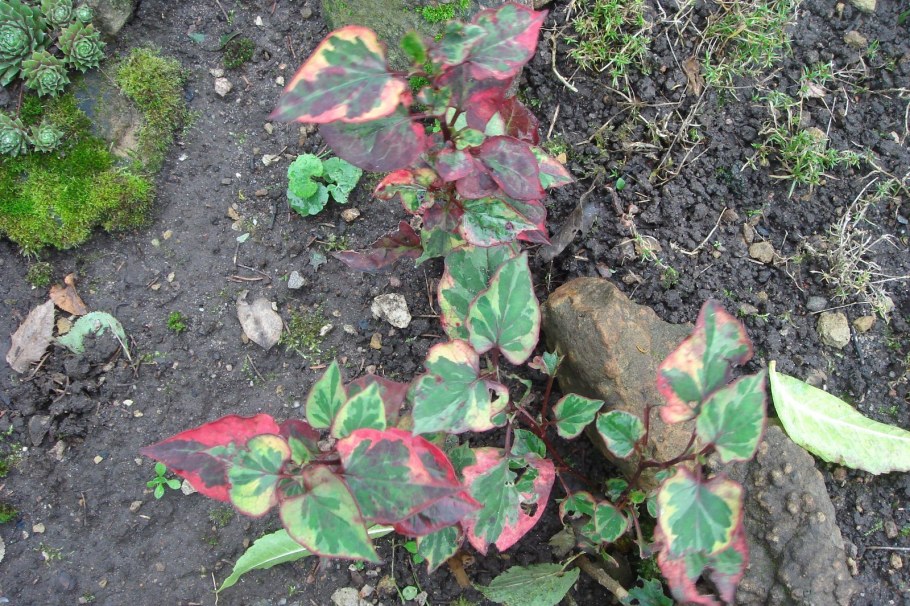 Хаутюния растение