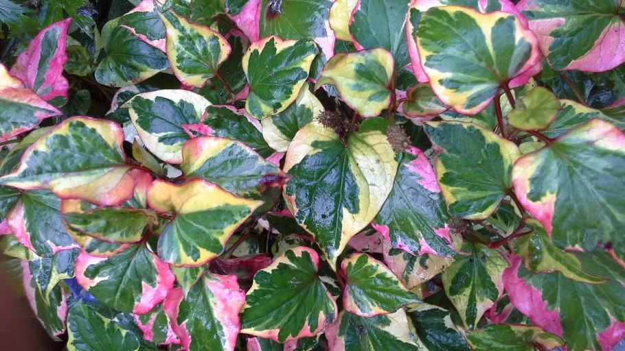 Хауттюйния Chameleon (хамелеон)