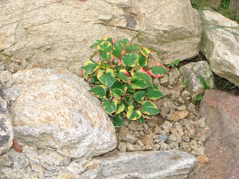 Хауттюйния сердцевидная