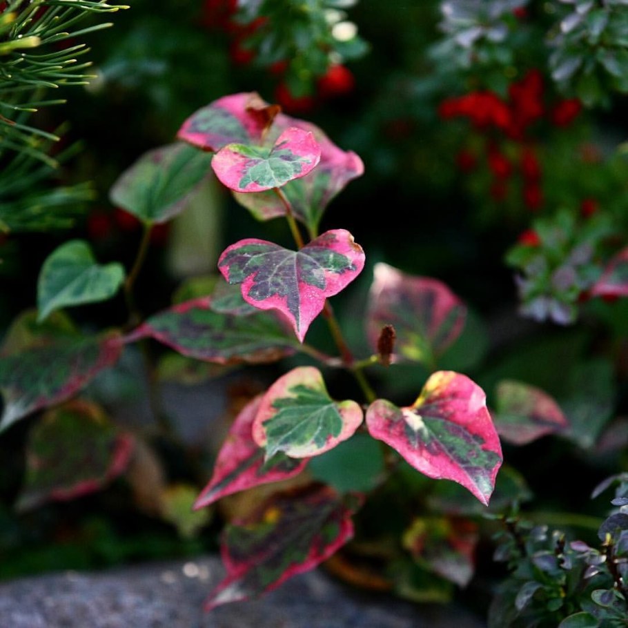 Хауттюйния сердцевидная хамелеон