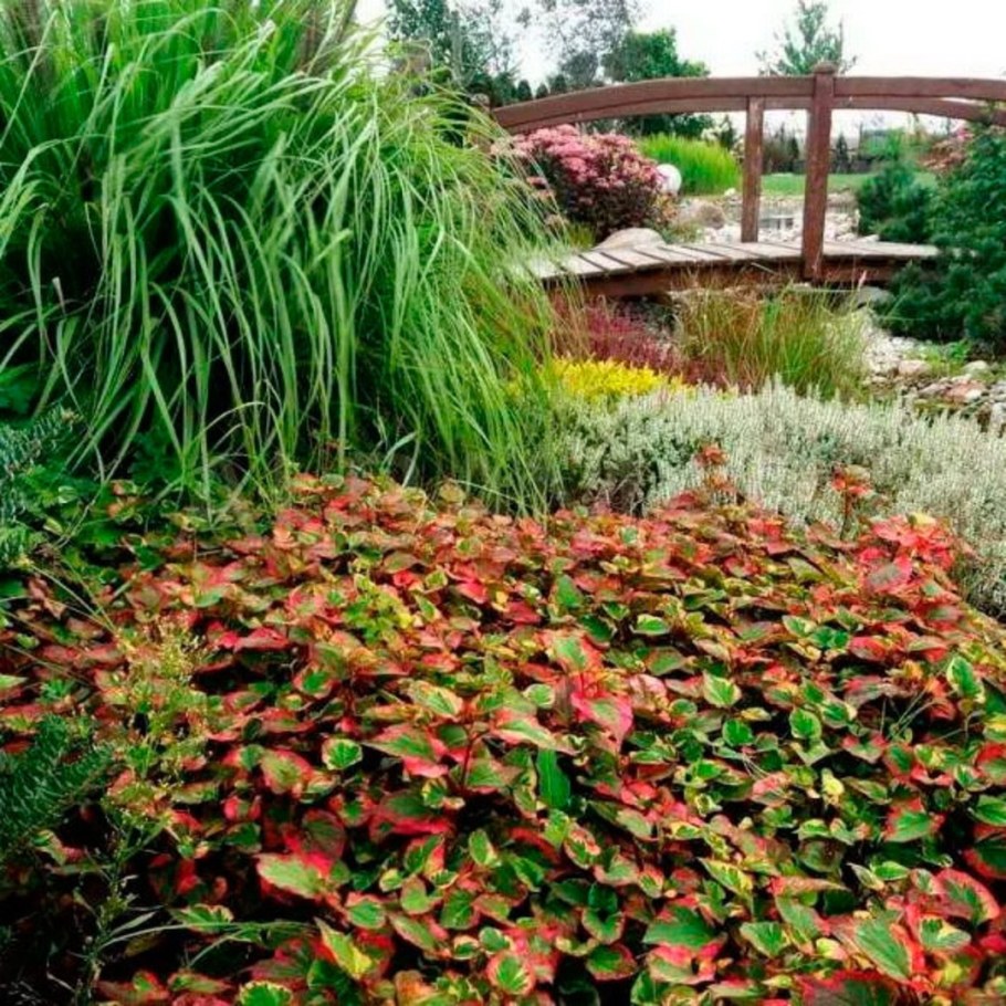 Хаутюния растение