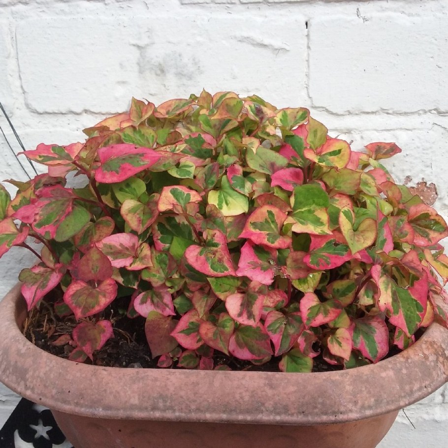 Хауттюйния хамелеон