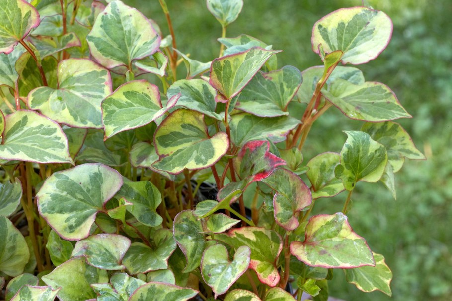 Хауттюйния хамелеон