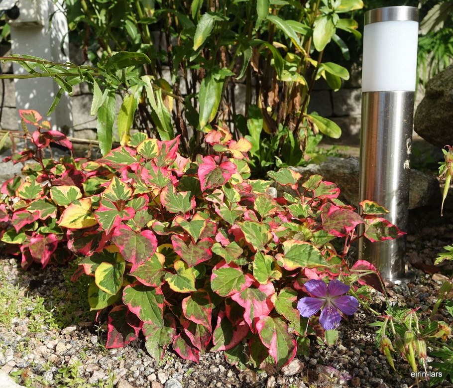 Хауттюйния сердцевидная Chameleon