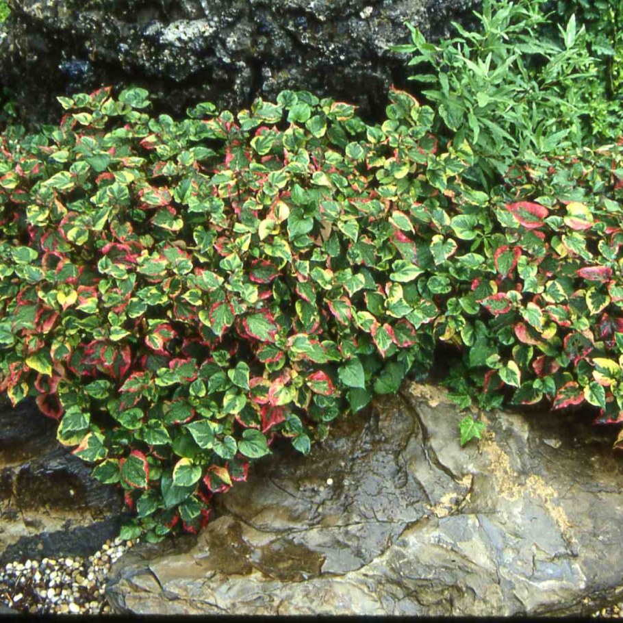 Хауттюйния сердцелистная хамелеон