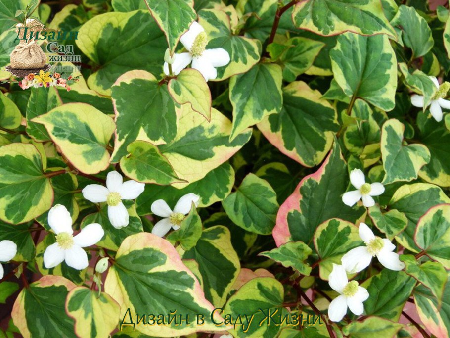 Хауттюйния cordata Chameleon