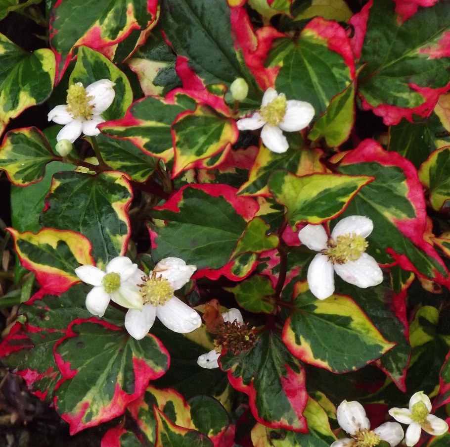 Цветок хауттюйния сердцевидная