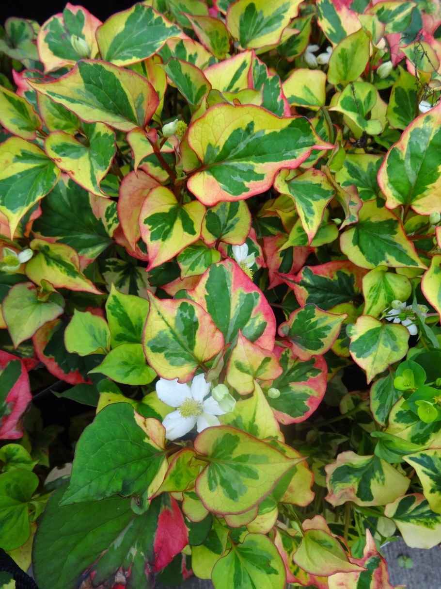 Хауттюйния хамелеон