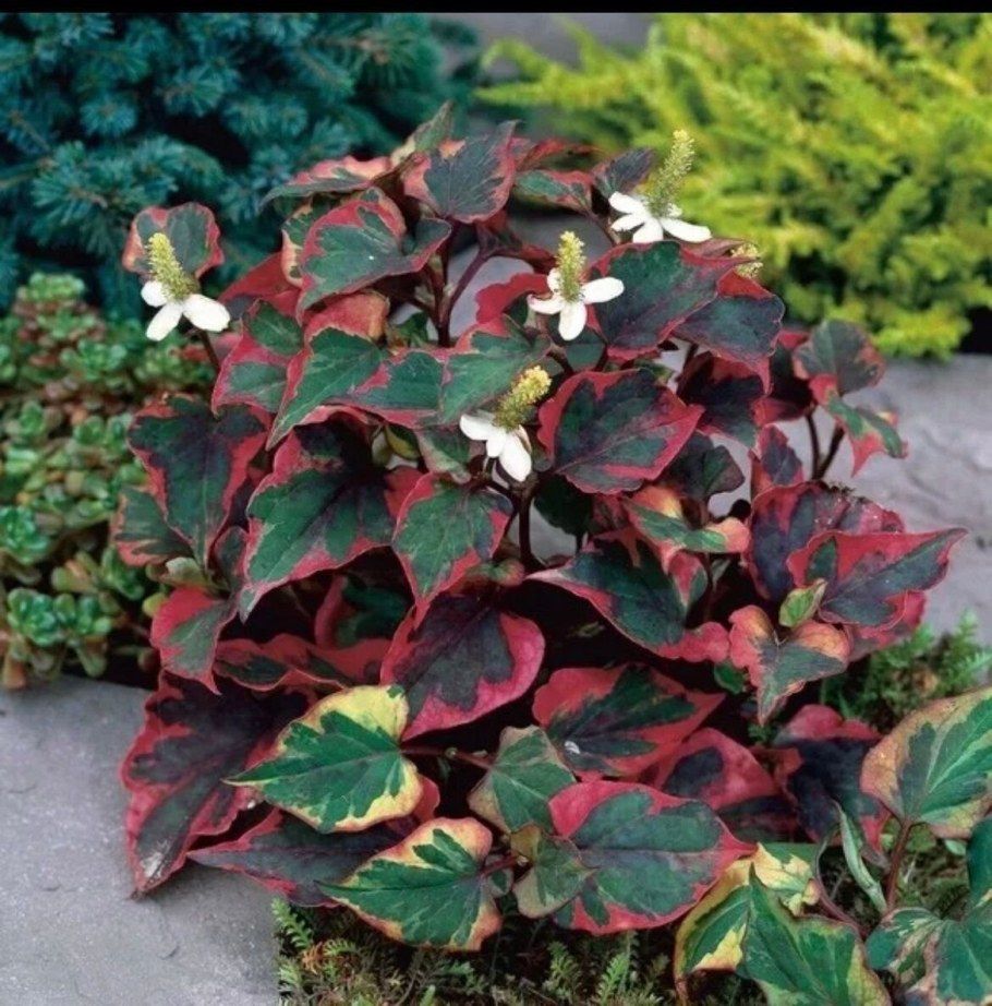 Хауттюйния сердцевидная