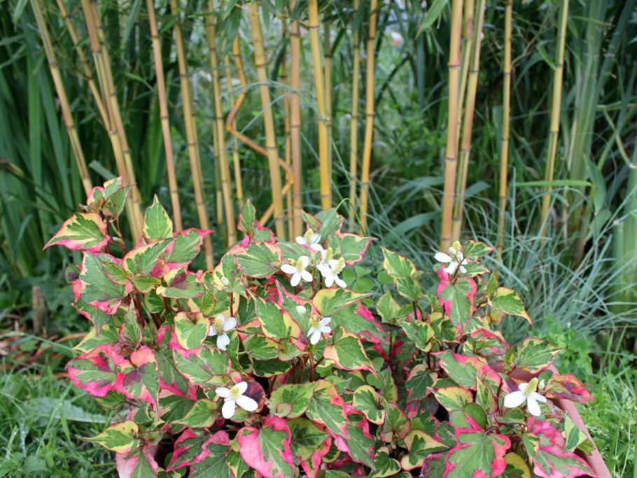 Хауттюйния сердцевидная Chameleon