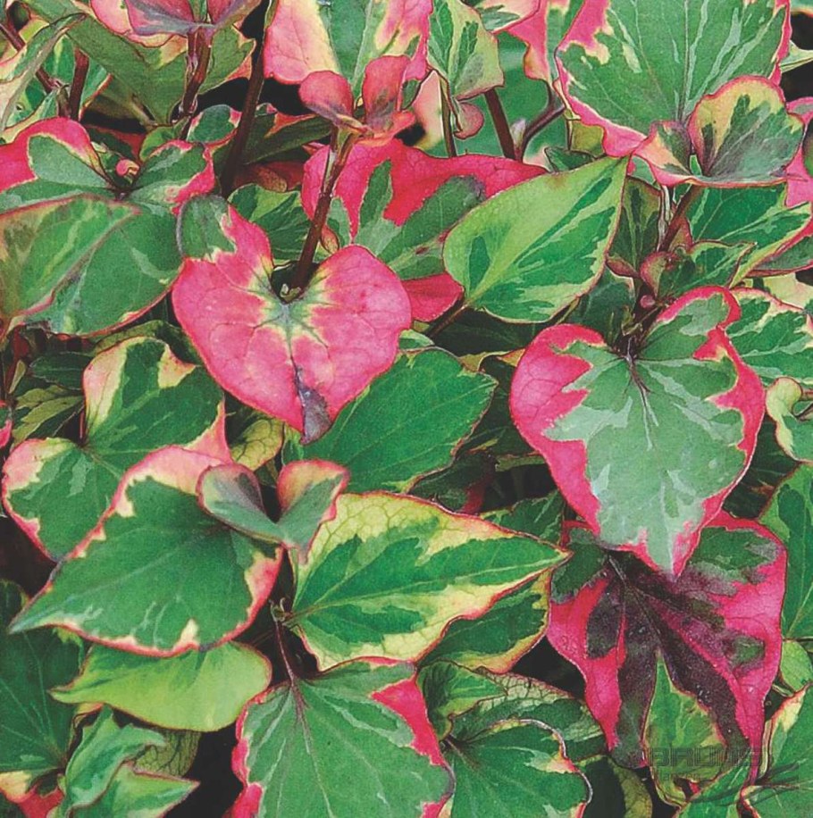 Хауттюйния сердцелистная Триколор (Houttuynia cordata)